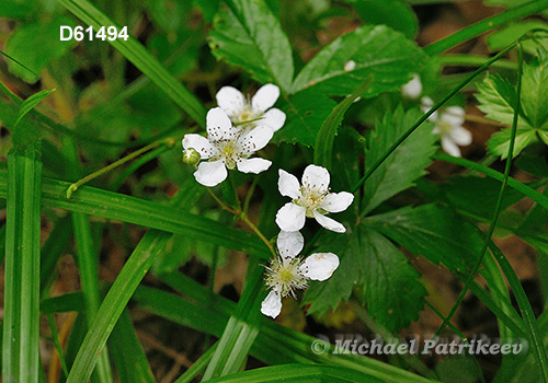 Northern Dewberry (Rubus flagellaris)
